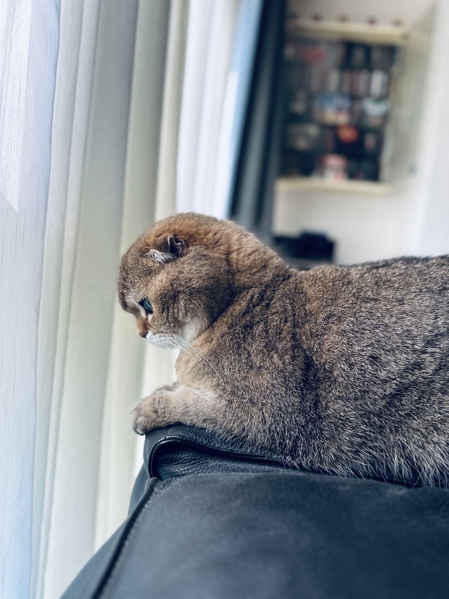 Noodles and Bowser🌈 the Cat tweet media