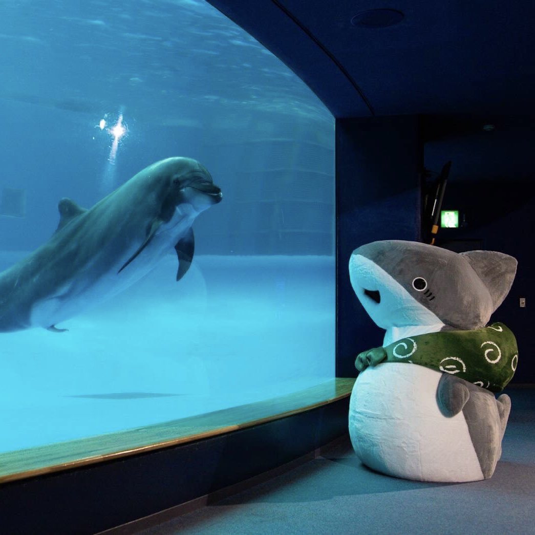 大洗水族館 コラボ🦈🪼 子ザメちゃんグリーティング二日間の実施決定