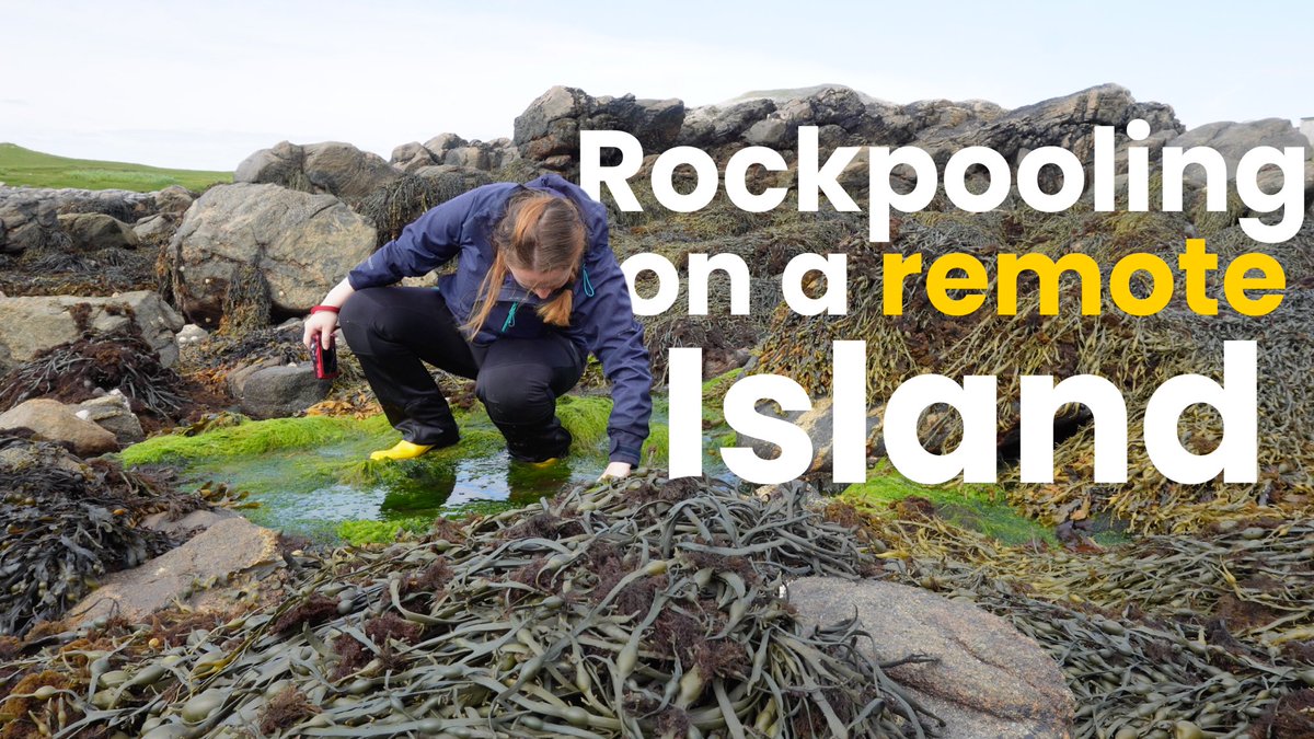 marinemumbles's tweet photo. Come Rockpool with me on the Isle of Barra!!
We found many fun species, including a new fish species I’ve never seen before!!!
Watch here: https://t.co/j1AY1nLQEm
#rockpooling #isleofbarra #marinebiology #fishvideo https://t.co/bAEu2Pym4N