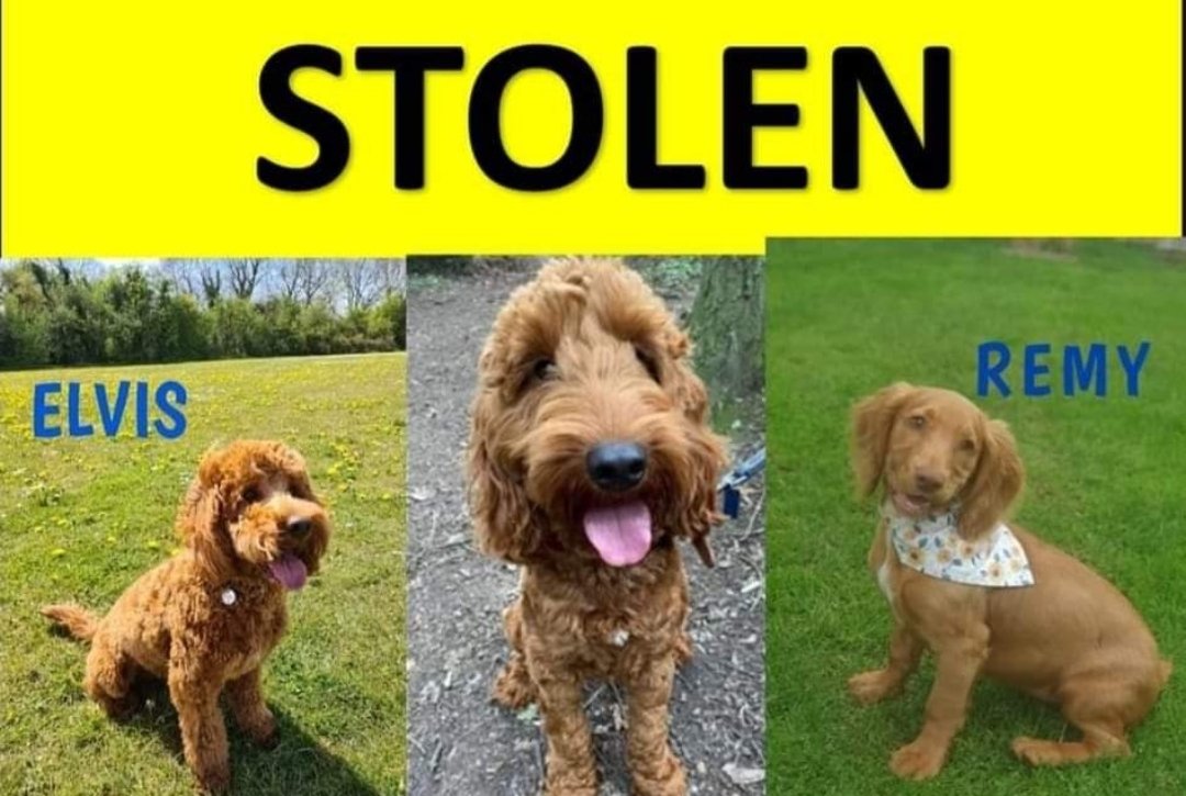 MissingPetsGB's tweet photo. Tonight, Sunday, 8-9pm is the fourth #stolendoghour
Making stolen pets too hot to handle works. Let's keep it upπ
Please join us again tonight β€
An hour we dedicate to stolen dogs like ELVIS, REMY and TONY, the #spondon3 to help bring them home π https://t.co/bGrJpRwv4P