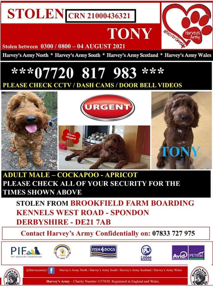 MissingPetsGB's tweet photo. Tonight, Sunday, 8-9pm is the fourth #stolendoghour
Making stolen pets too hot to handle works. Let's keep it upπ
Please join us again tonight β€
An hour we dedicate to stolen dogs like ELVIS, REMY and TONY, the #spondon3 to help bring them home π https://t.co/bGrJpRwv4P