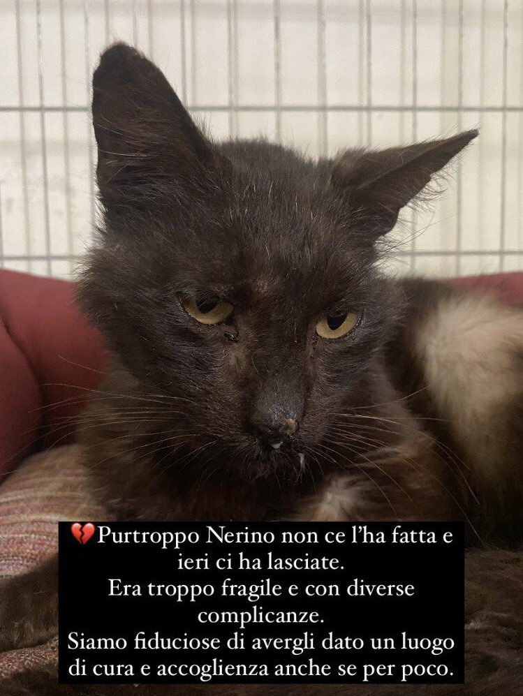Purtroppo Nerino non ce l’ha fatta. Era troppo fragile e con diverse complicanze. Siamo fiduciose di avergli dato un luogo di cura e accoglienza anche se per poco.
