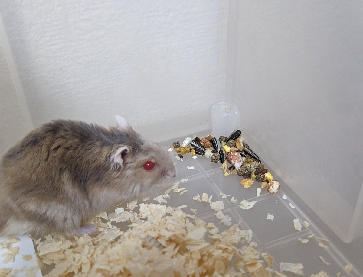 エサ集めててかわいい