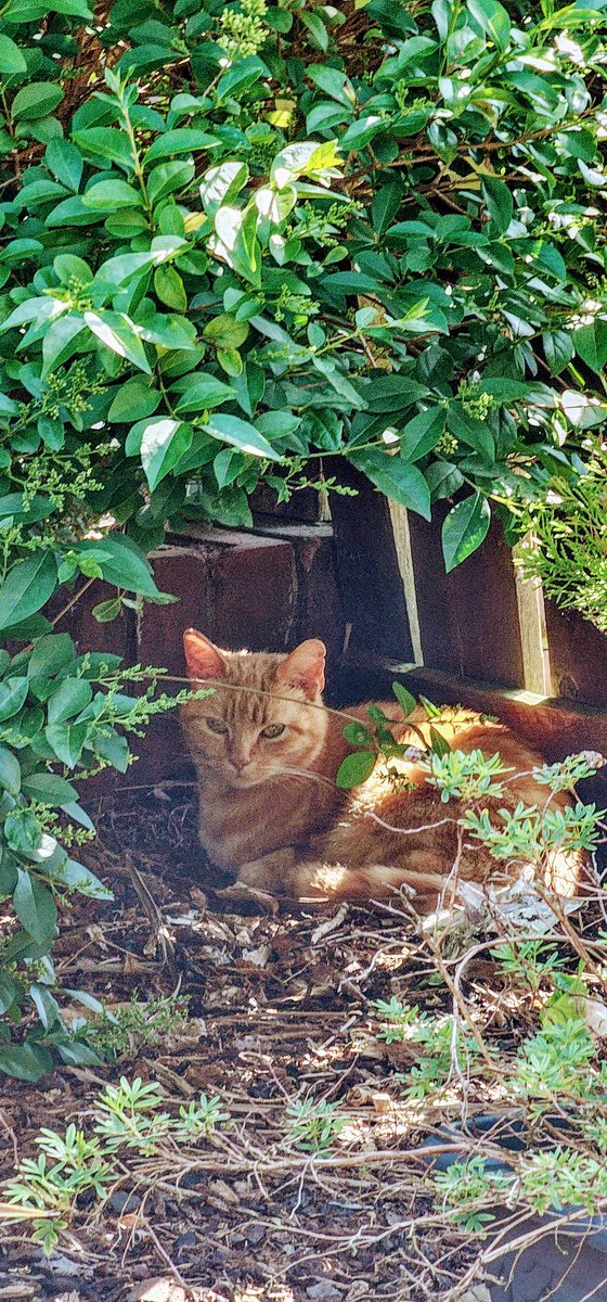 Charlotte tweet media