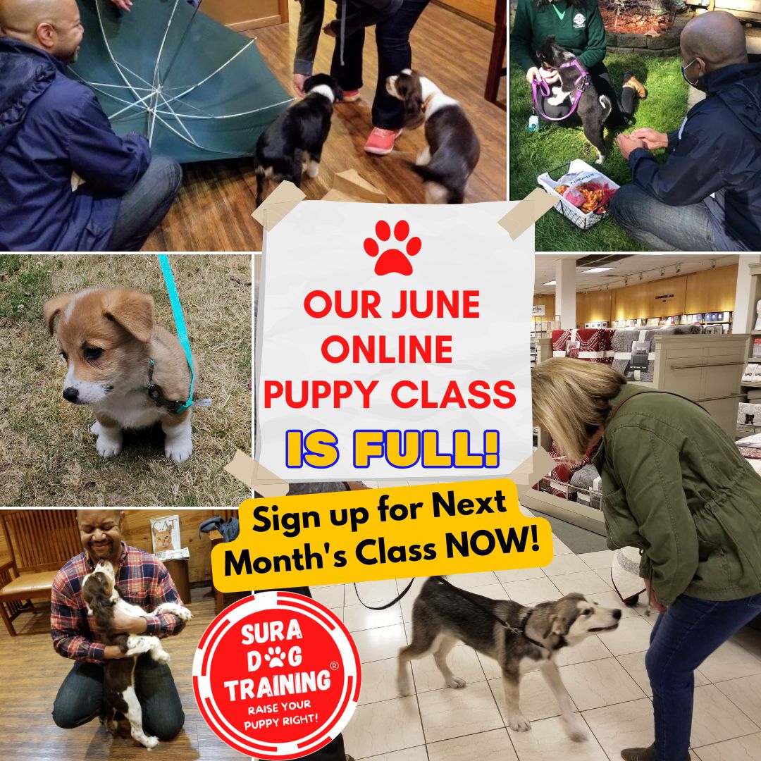 SuraDogTraining's tweet photo. 🚨Our June #OnlinePuppyClass is now FULL! DON'T MISS OUT - Sign Up for Next Month's Class NOW! 💥 👉 https://t.co/LI54wRFDrh
#dogs #puppies #Dogmom #cutedogs #dogtraining #puppytraining #dogsoftwitter #relationshipbeforetraining #puppyclass https://t.co/0b4AB6oyoj
