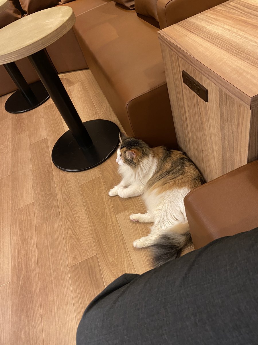 eAvc00's tweet photo. 人生初の猫カフェ、犬と違って猫もいいね👍気まぐれなところが柴犬と似てるのでデレられたと気の破壊力がやばい https://t.co/0ZNRhbeYXl