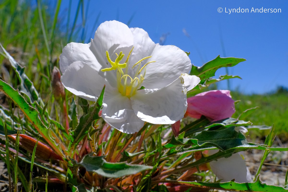 Great day yesterday to be on the Maah Daah Hey trail yesterday, hiking to Devils Pass. The Gumbo LIly and Prairie Smoke wildflowers were A+ to view along the 10+ mile hike.