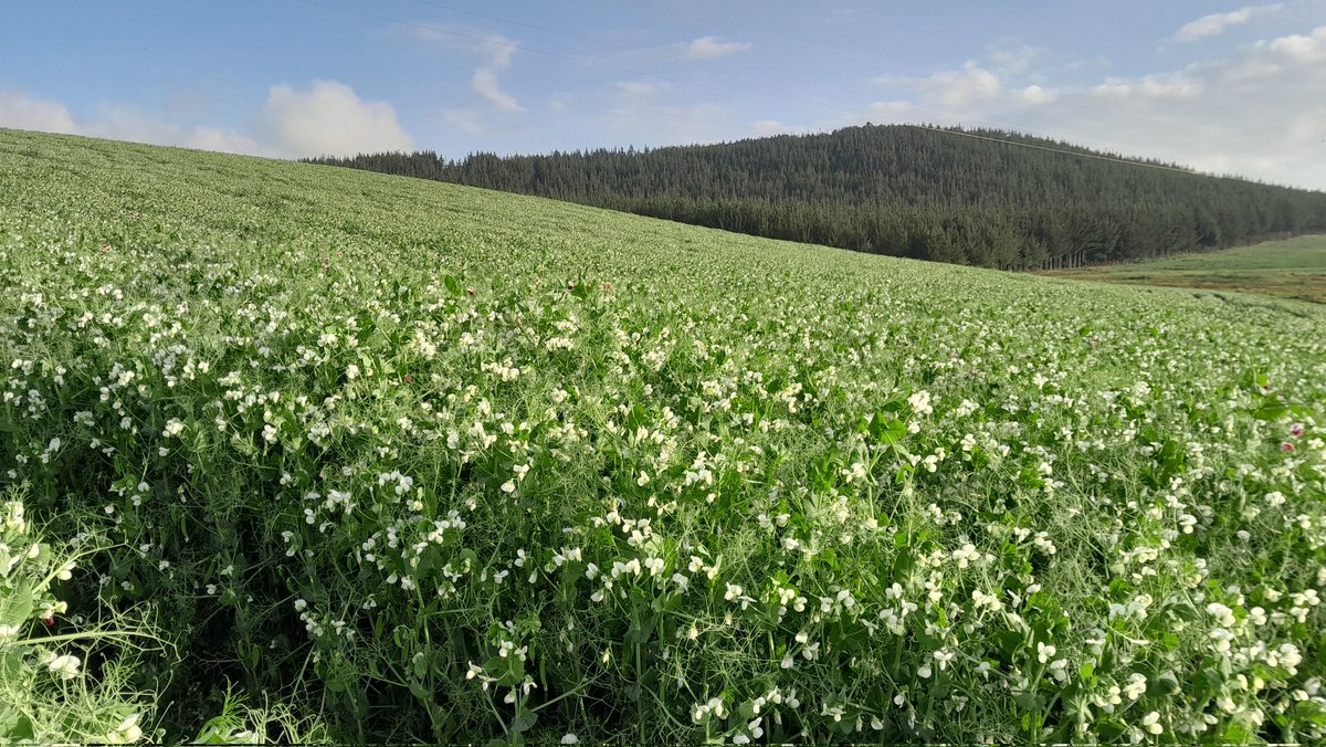 David_Agronomy's tweet photo. Nice evening for checking out peas. How they have survived this far with all the rain I do not know. https://t.co/7Ci2NdXfCP