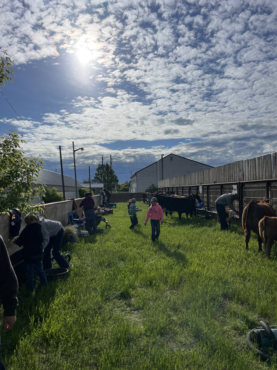 Bear Creek 4-H Achievement Day in Piapot Sk today. Green grass and sunshine! #altagenetics #4-H #beef