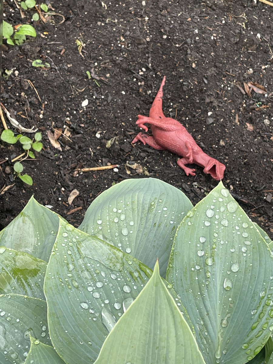 Spotted 👀 a garden T-Rex and Tyrsaratops..,(I probably spelled that wrong 😂) #dinosaurs 🦕🦖