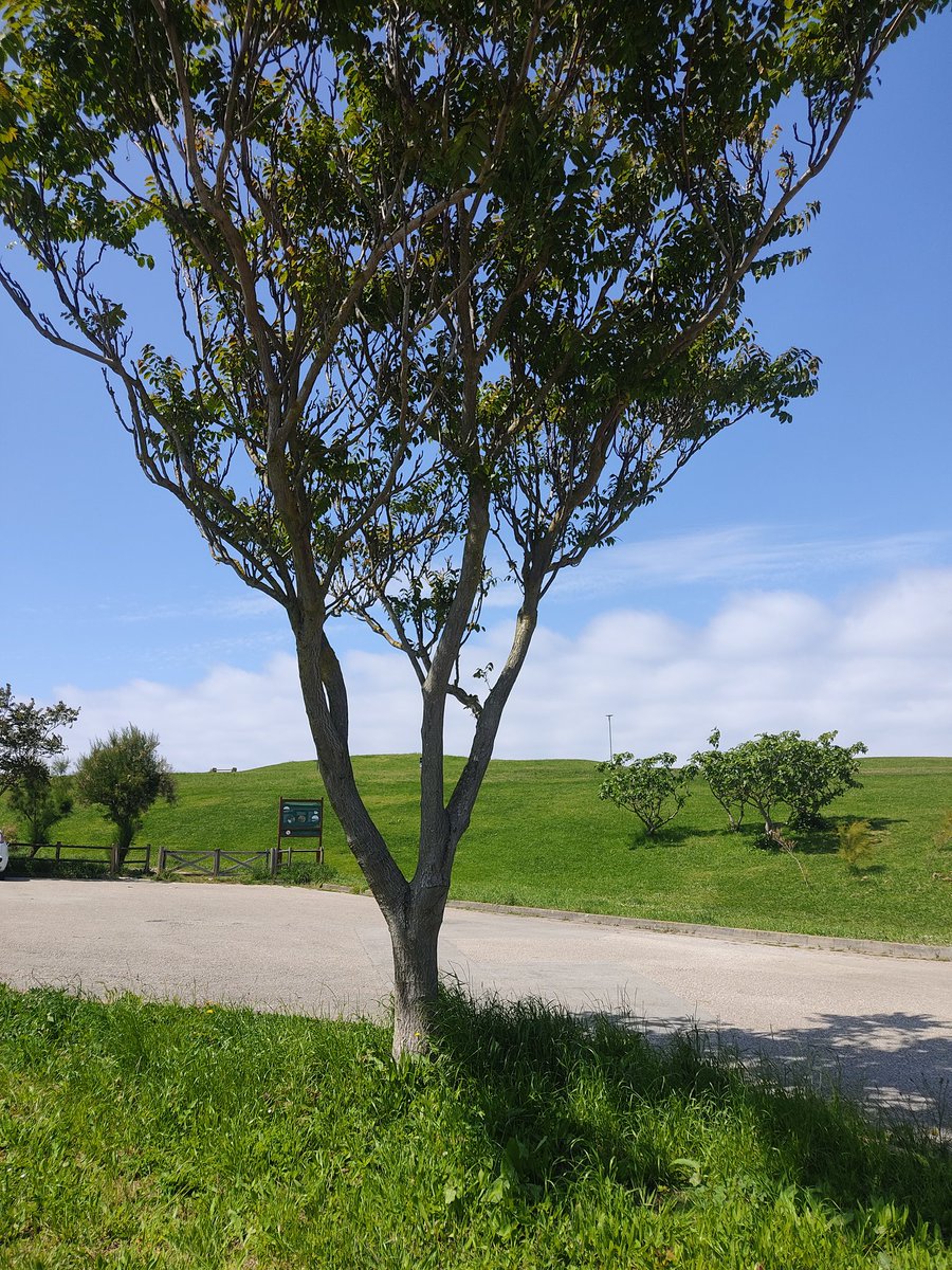 Patri10s's tweet image. @gemaigual ¿Para cuándo unos bancos por aquí? #Ciriego