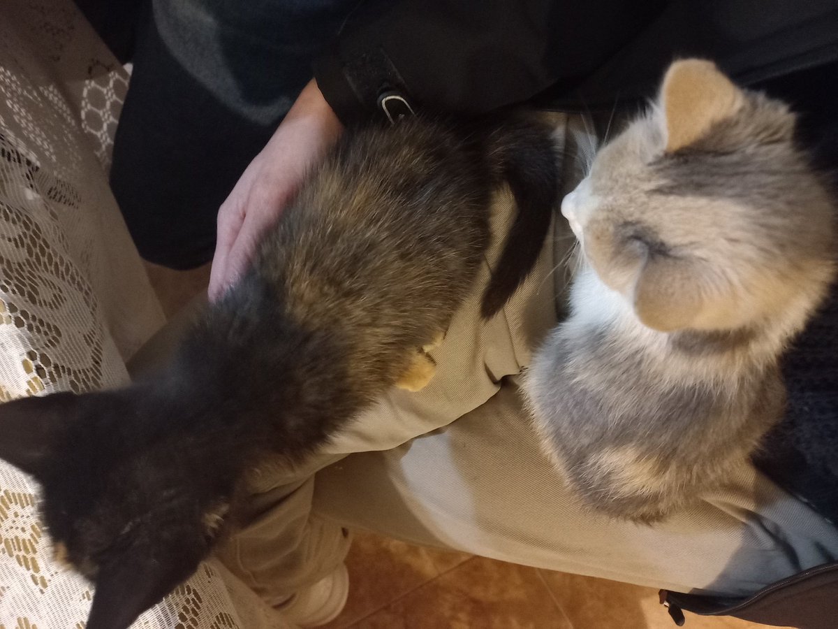 Anoche invite a unos compañeros del trabajo a comer ñoquis con la condición que traigan a sus gatitos bb
Excelentísimo servicio