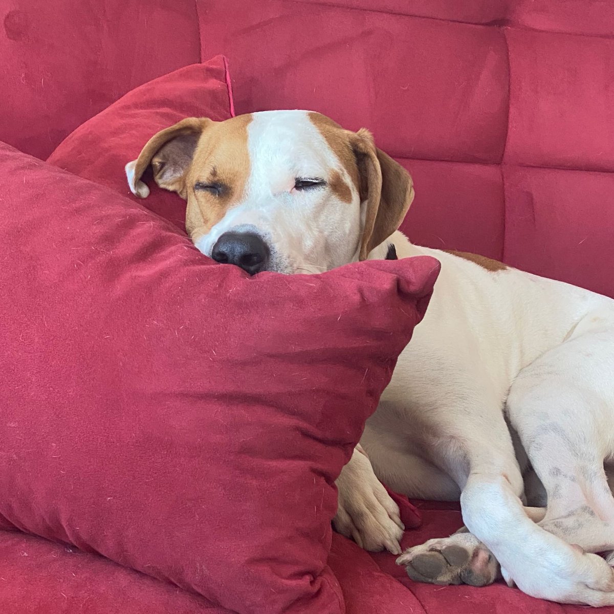 Even my spiritual advisor needs a nap! The journey to wellness must include moments of complete relaxation.

Vlad and I are here to help you find balance in rest and activity .

 #SelfCareSunday #WellnessJourney #RestAndRecharge #MindfulLiving #RescuePup