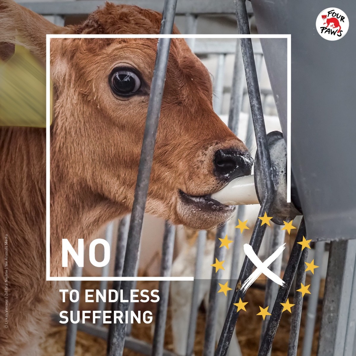fourpawsint's tweet photo. Elevate your voice for a sustainable future! 🌍✨ In the upcoming European Parliament elections, your vote speaks volumes for Animal Welfare 🐾.
Use your vote. See what candidates have pledged to #DoBetterForAnimals ➡️https://t.co/ZoTyVCsmlN https://t.co/W7yTzZcQgk