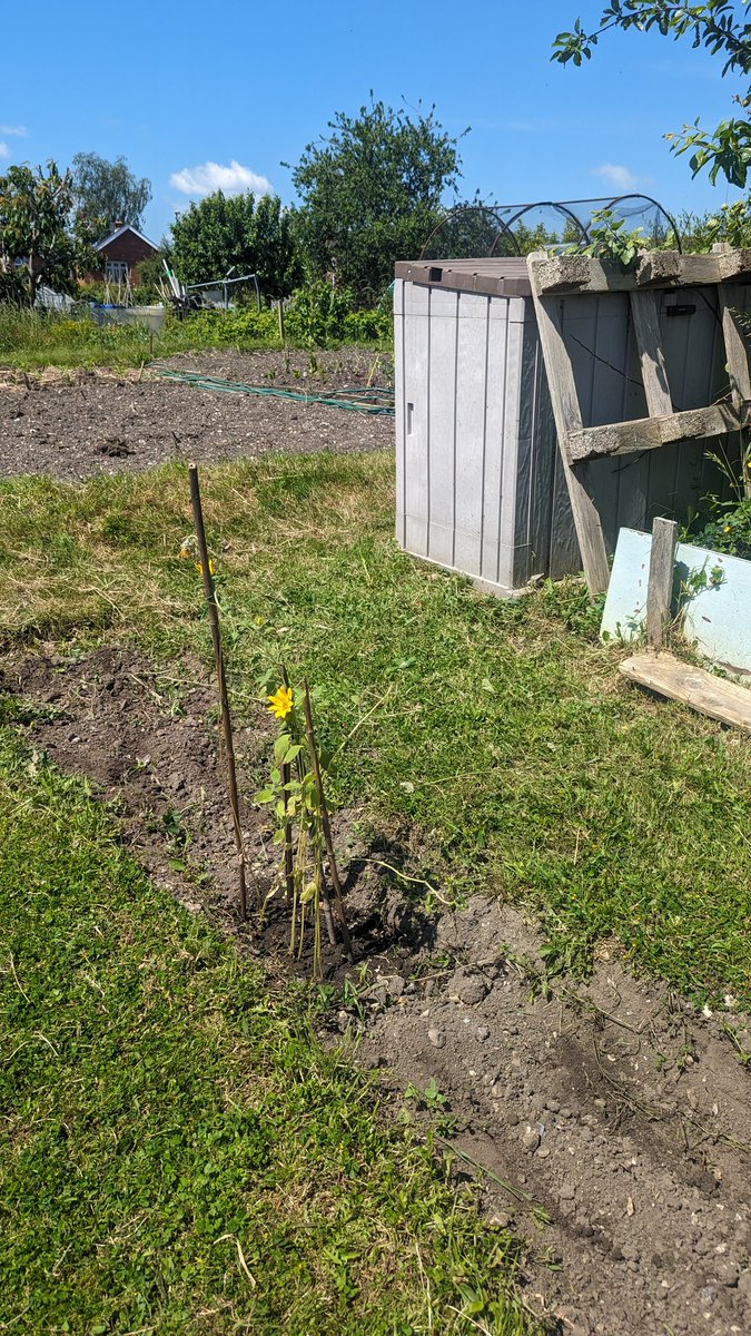 zuluflash's tweet photo. Sorry it's been a while but, here's an update from the allotment https://t.co/Nu40pkXtAX