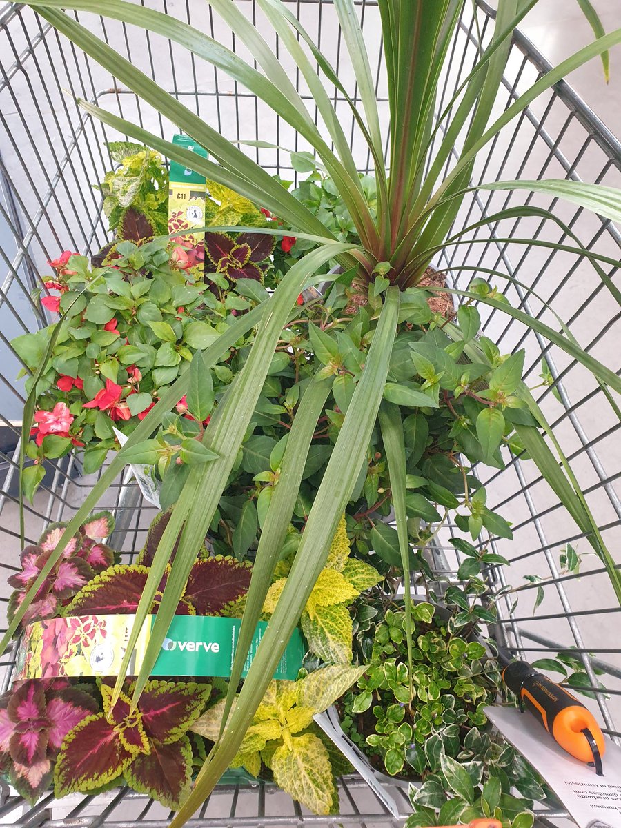 Luxandbooks's tweet image. Kept me busy this afternoon 🌿🌸👩‍🌾 
#gardensoftwitter #GardeningTwitter