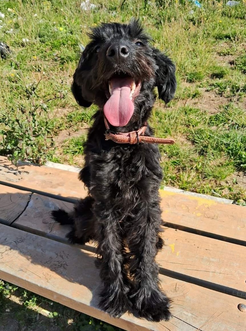 eltuitdemarsh's tweet image. Mía fue entregada en adopción, por equivocación, a una mujer con sus facultades mentales perturbadas y ésta la botó o abandonó. En algún lugar de Talcahuano o Concepción ha de encontrarse. Si la ves, por favor retenla y llama al +56927218768 o al +56945442558. Favor RT!