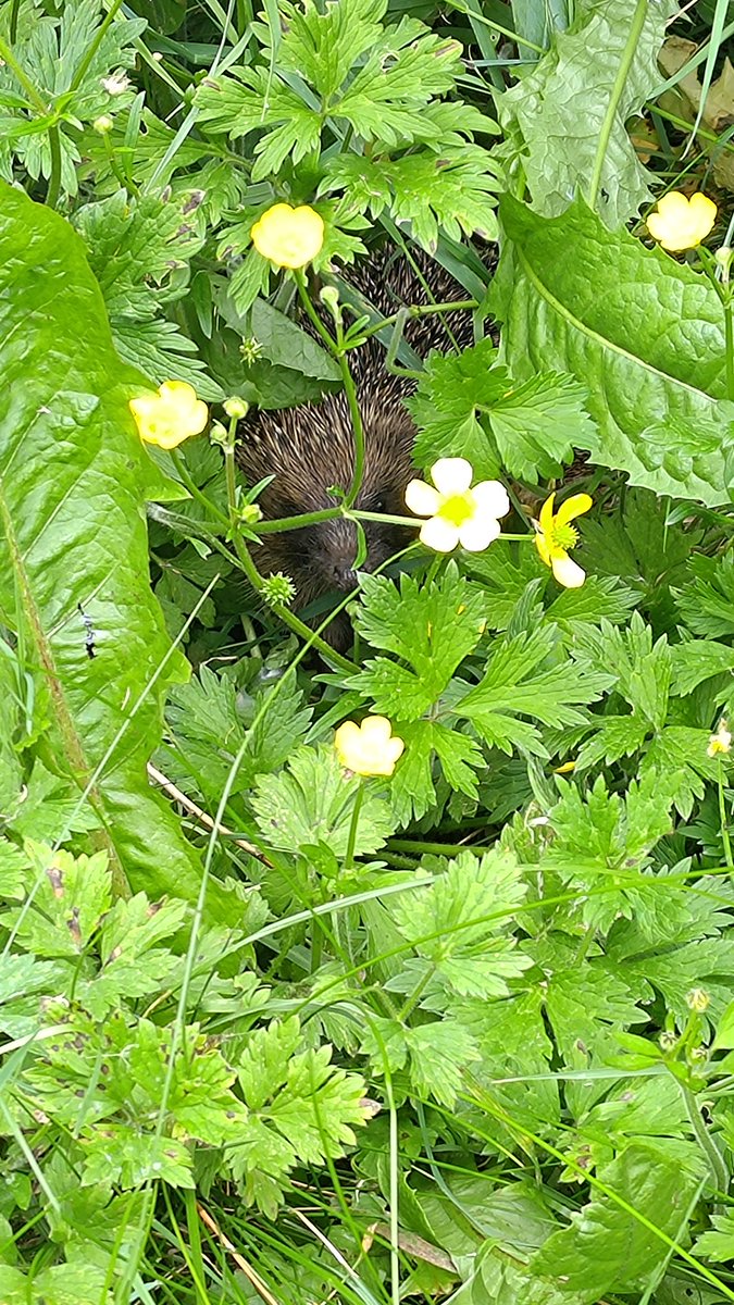 Found a hedgehog in the tall grass of my garden. Peak biodiversity achieved.