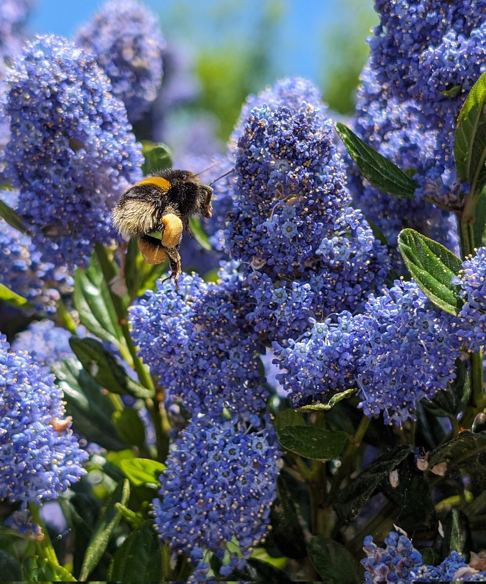 theTWOCfather's tweet photo. Bees do have a smell, you know,
and if they don’t they should,
for their feet are dusted with spices
from a million flowers.
-Ray Bradbury

Thankfully on call not as busy as this bee!

#oncalldiaries #oncallphotography #hull #bees https://t.co/9RnPk0qngu