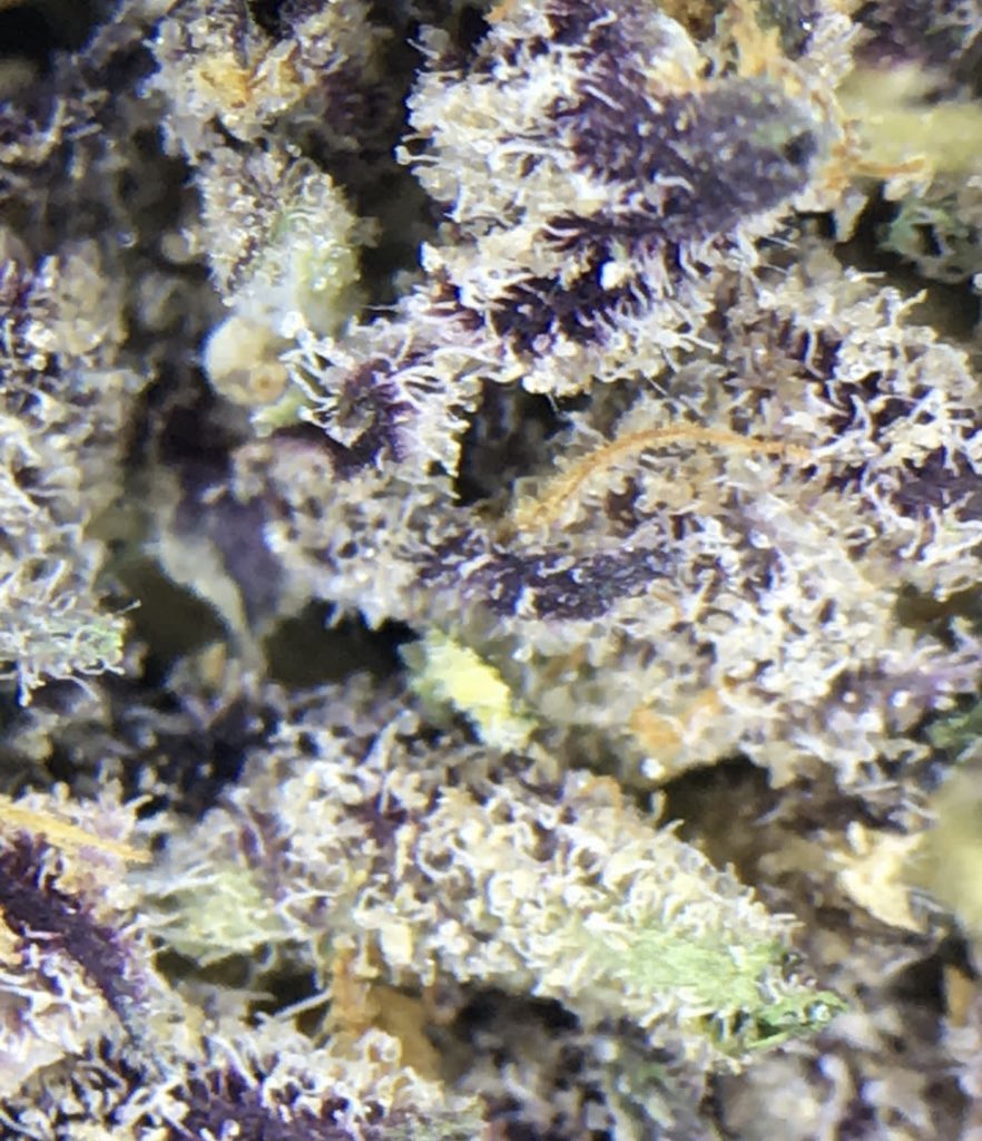 dorris420's tweet photo. Guava Biscotti is a mood-boosting hybrid marijuana strain. This strain features a sweet flavor profile and provides calm and uplifting effects. #cannabis #420friendly #weed #weedlife #stoner https://t.co/zmt9S9ewnY