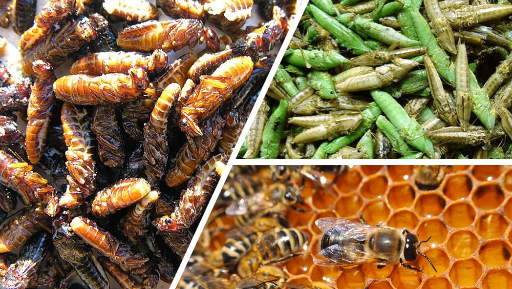 Ecoquestg's tweet photo. High in protein, vitamins, and minerals, insects prove to be the sustainable solution to malnutrition, pregnant women, and other vulnerable families in sub-Saharan Africa. with low capital, small space, and in a short period, you can still make money from insect production https://t.co/w9Y9iJeBki