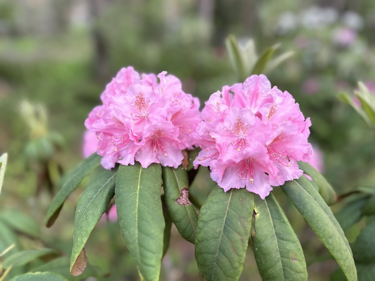 Taas on se aika vuodesta, jolloin saa nauttia ⁦<a href="/helsinkiuni/">University of Helsinki</a>⁩ aloittamasta Rhododendron-lajikkeiden jalostusohjelman hedelmistä (tai siis kukista). #alppiruusu #rhododendron