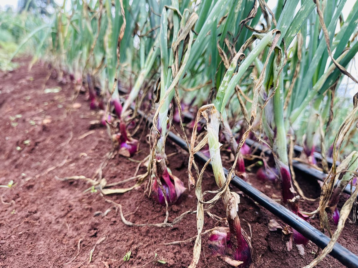 Great progress 
<a href="/diangaronald/">Ronald</a>