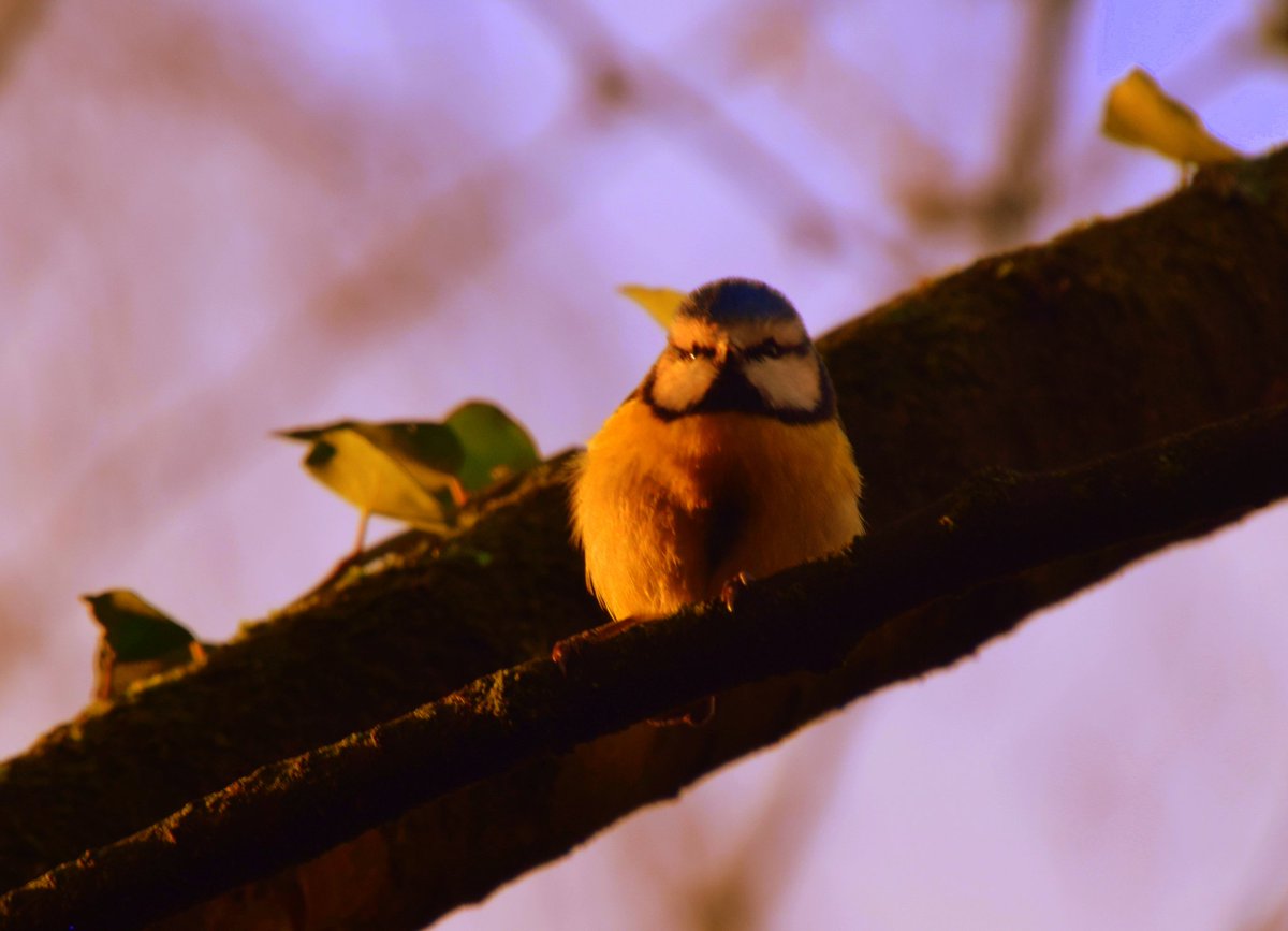 28MaaikeVogel09's tweet photo. #goedemiddag
Vandaag #2juni is #dag2 van #junieke_fotografie initiatief van @SiaWindig
Vandaag staat in het teken van #lichtspel
Dit pimpelmeesje geniet van het zonnetje op een koude winterdag.
#fijnezondag #genietervan https://t.co/Iniav9BkEh