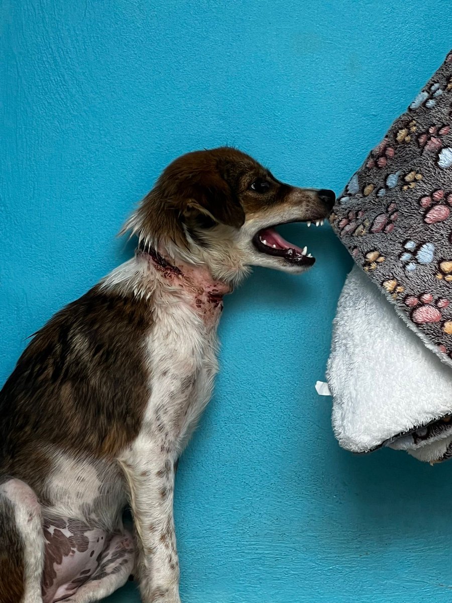 Niall Harbison tweet media