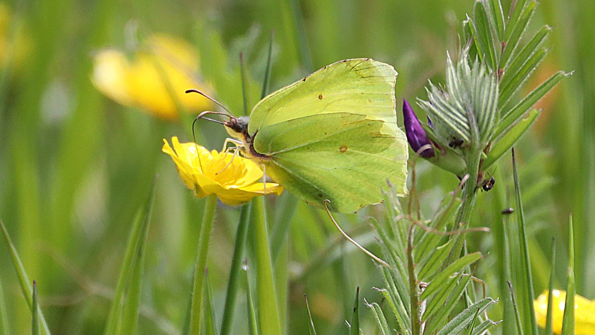IsaVerbist's tweet photo. 💛 Common brimstone 💛
#SundayYellow #butterfly #channel169 #commonbrimstone #naturelovers #ThePhotohour #flowersonsunday #TwitterNatureCommunity #wildflowerhour #NaturePhotography #Flowers #butterflyphotography @europebutterfly #nature #NatureBeauty #butterflies https://t.co/GJA8873UiK