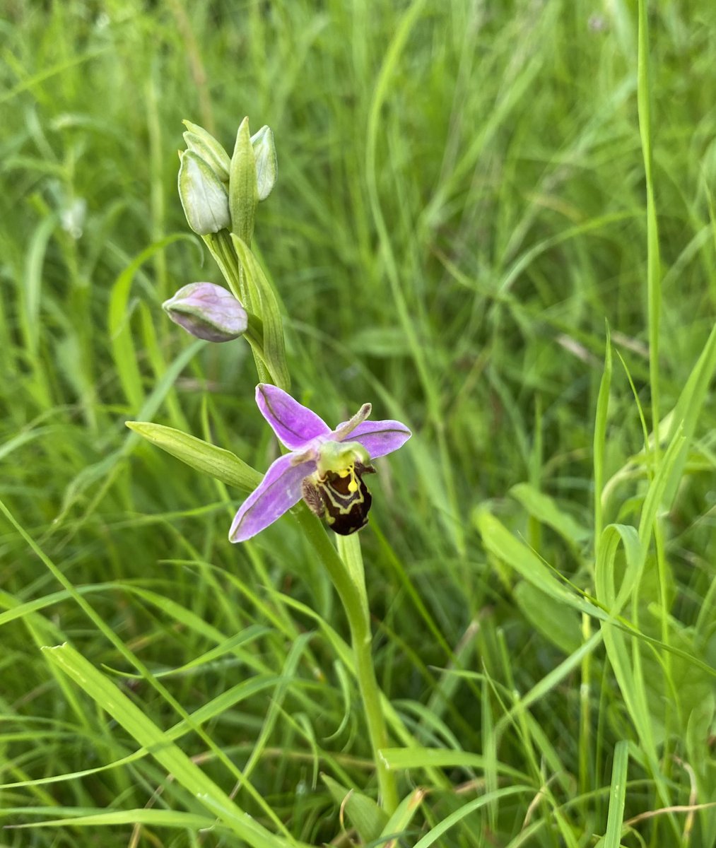SuburbanMeadow's tweet photo. This verge in Dorset has been doing #NoMowMay &amp; #LetItBloomJune for a couple of years. For decades it was mowed every week never knowing there were #BeeOrchids &amp; #PyramidalOrchids waiting to bloom. #wildflowerhour #OrchidChallenge #nature #orchids https://t.co/ytzagqOPg4