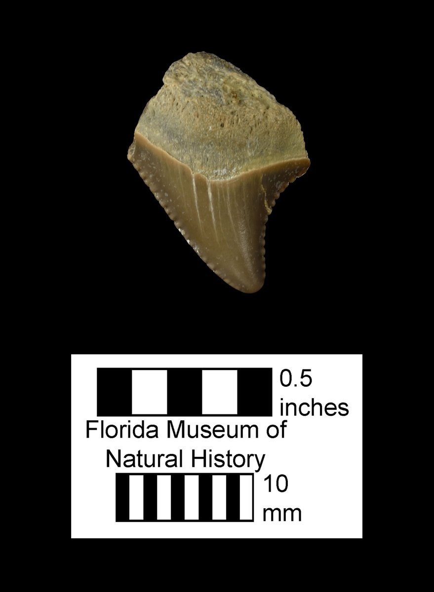 Exploring Museum Collections 🦈 #SharkSunday
Several specimens from our vertebrate paleontology collection show a variety of colors of #fossil shark teeth. Richard Hulbert explains how shark teeth fossilize and develop these colors:
floridamuseum.ufl.edu/science/are-sh…