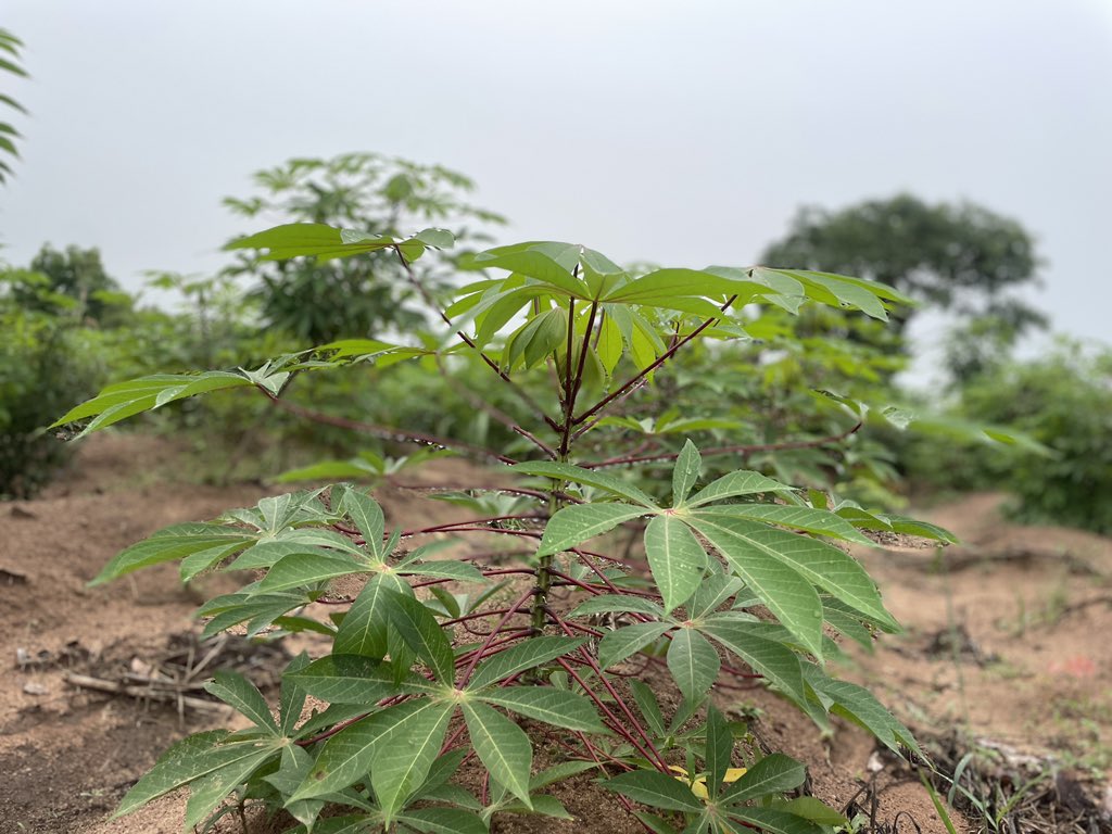bekimashood_A's tweet photo. Positive effect of the rain, today.

We might complain about the rain, but farmers will say it has come just at the right time. https://t.co/cFUj2SsiuI