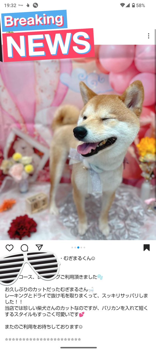 今年もサマーカットしました🎶
抜け毛なくなるかなー？
すっきり。
#柴犬