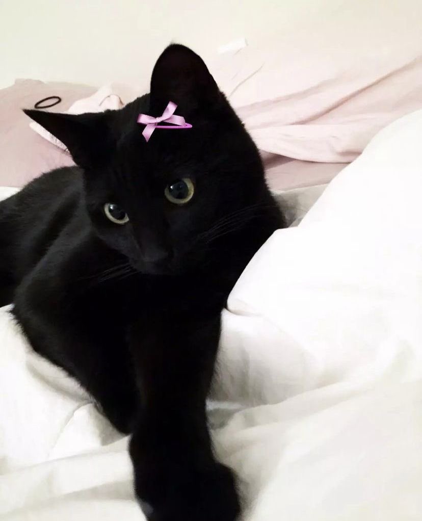 nikiascats's tweet photo. https://t.co/GJjmKanbwn