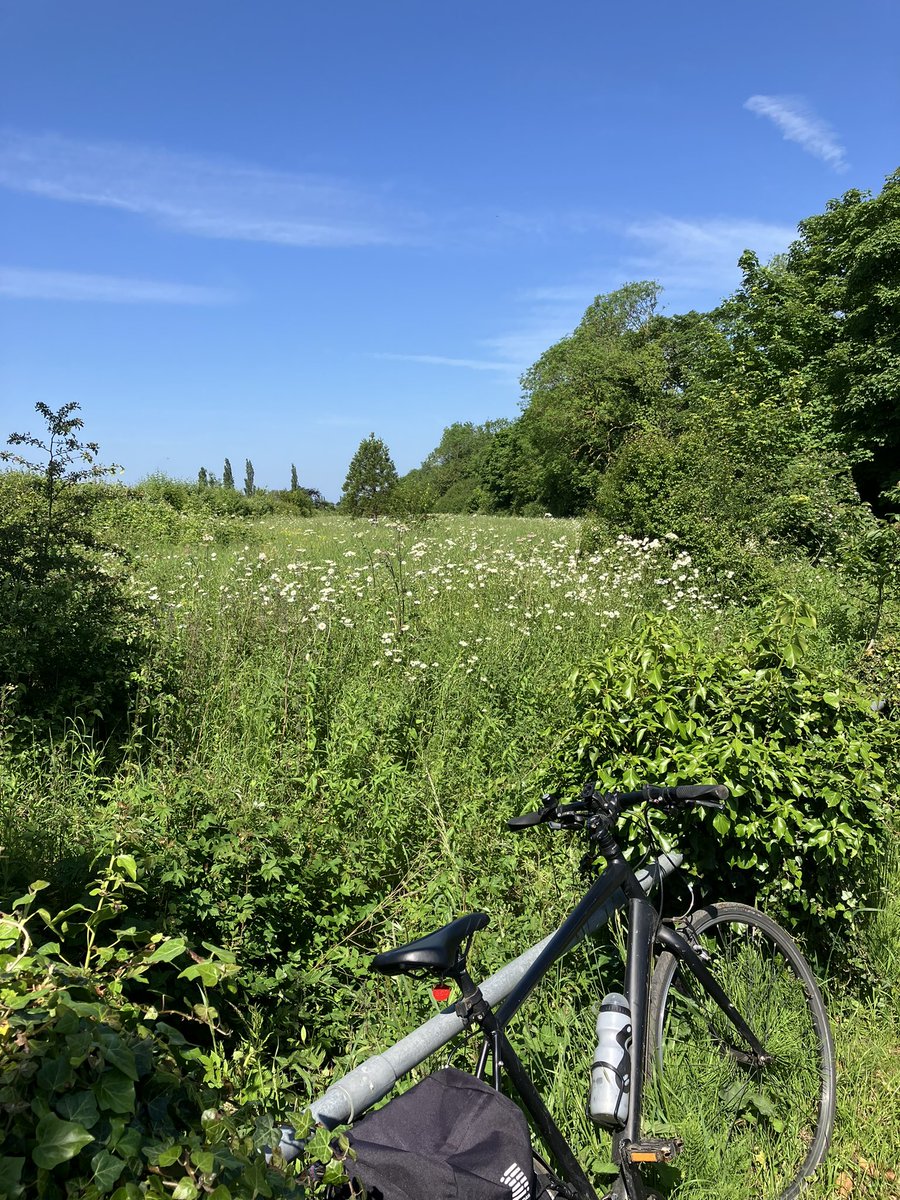 andytheeagle's tweet photo. Lovely morning for a ride round the local area. A field of daises in front of the woods at #Astwick #Bedfordshire
The mill race videos are the same river #Ivel
The first is Bowman’s in Astwick, now a house. The second is @stotfoldmill , still going. #treeclub 😎🚴♂️ https://t.co/IQ1EKH9mts