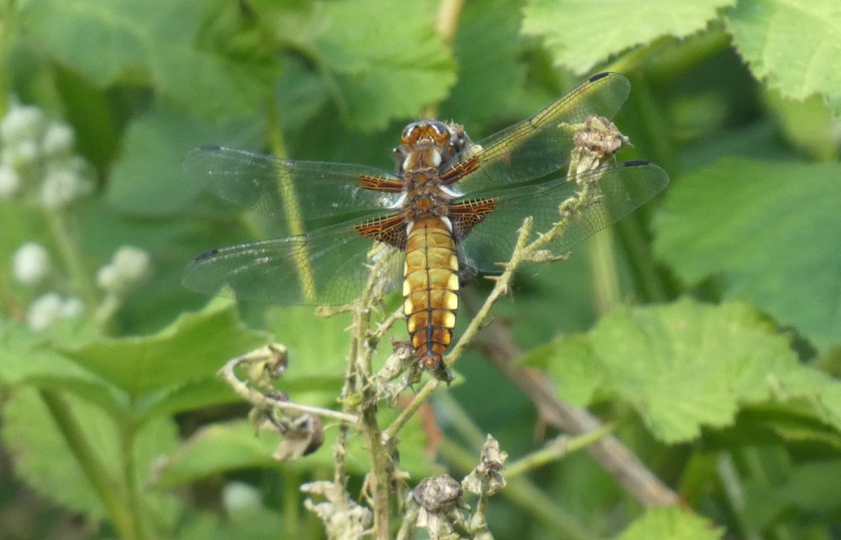 Small Magpie. Azure Damselfly and female Broad-bodied Chaser from Wyver Lane yesterday afternoon