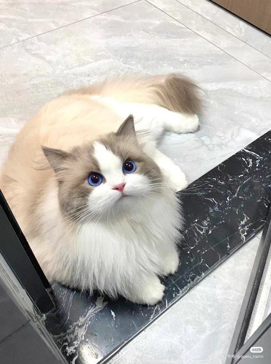 Why you should have a cat (@shouldhavecat) on Twitter photo 