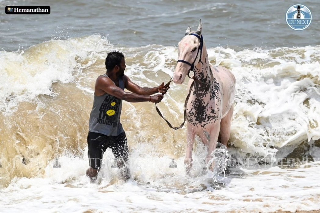 When the going gets hot, horse riders at Marina Beach, Chennai, find ways to keep horses refreshed.

📷 @_Hemanathan_

#dtnext #summer #summerheat #marinabeach #chennaisummer #heat #summerstories #vendors #chennaivendors #chennai #chennainews #horse #beach #chennaibeach #news