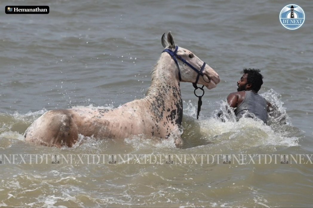 When the going gets hot, horse riders at Marina Beach, Chennai, find ways to keep horses refreshed.

📷 @_Hemanathan_

#dtnext #summer #summerheat #marinabeach #chennaisummer #heat #summerstories #vendors #chennaivendors #chennai #chennainews #horse #beach #chennaibeach #news