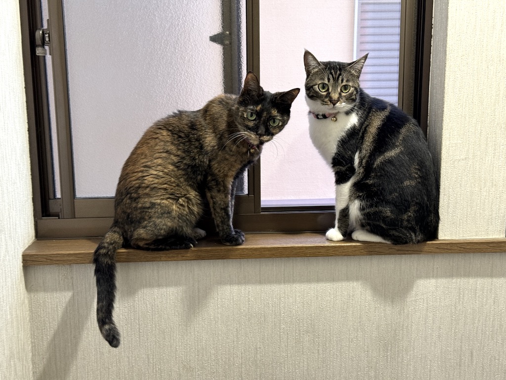 Masato0125_Camp's tweet photo. 珍しい光景！２匹がここに居るのは初めてで思わずパシャリ♪ #猫 #cat https://t.co/v0v5psYL0L