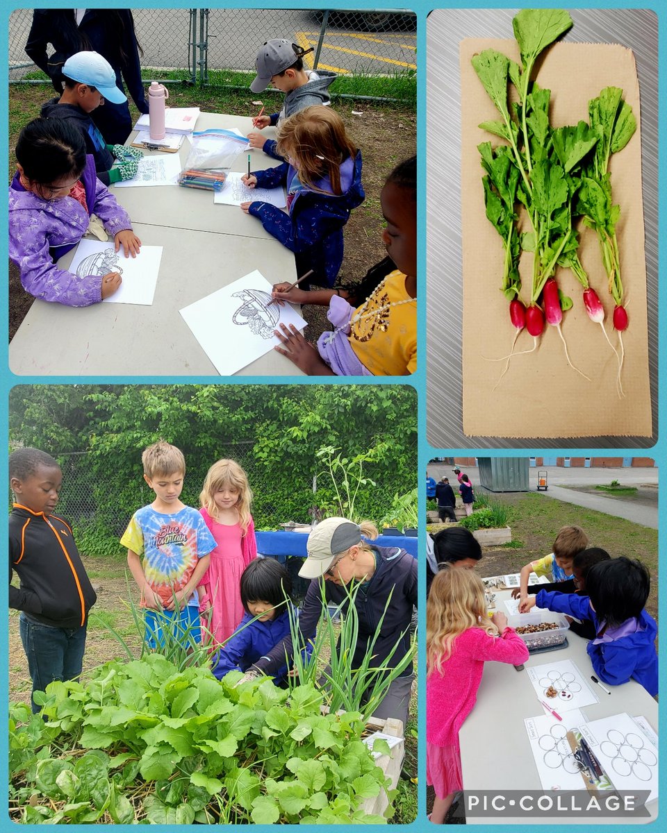 During our most recent Growing Up Organic workshop we transplanted some plants from pots into our garden, learned about the cycle of a pumpkin, and harvested our first vegetable of the season! Ask your child what parts of the radish they ate and how it tasted. <a href="/StGregoryOCSB/">St. Gregory School</a>