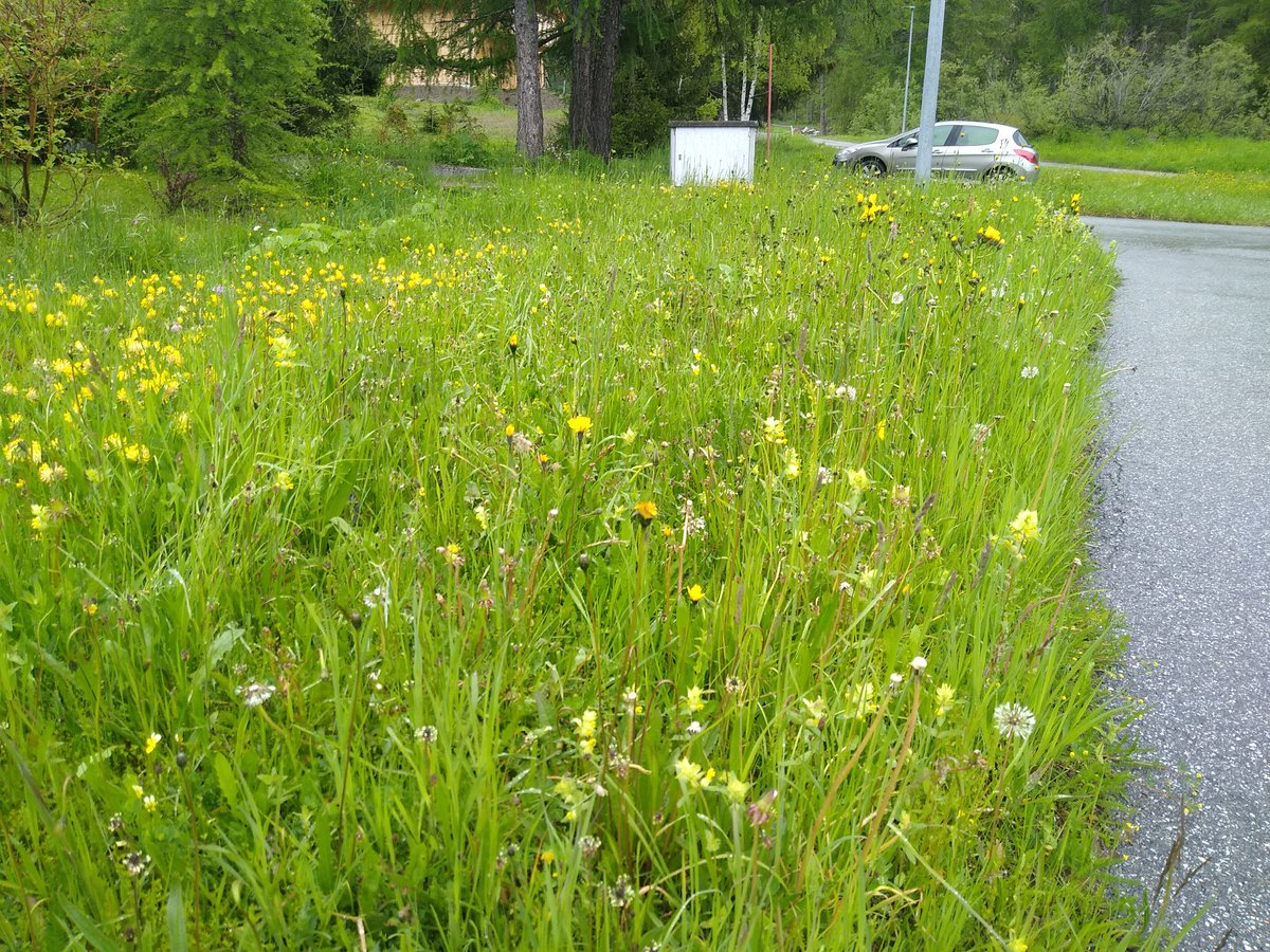 Why do many of our European neighbours love their #wildflowers and #verges yet in Wales and UK we all too often decimate them? Wildflowers are left to grow by paths and verges in Switzerland.  Full of bees and crickets. We need total mind shift in UK to  back what we've lost.