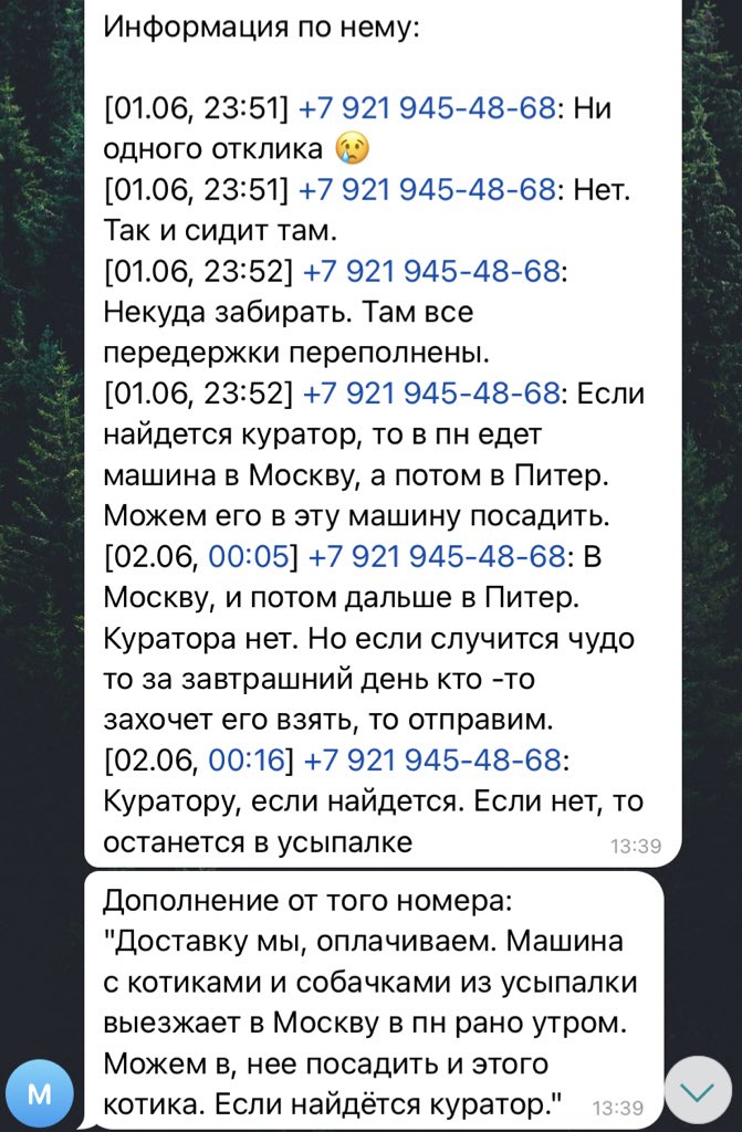 alpy_lowkost's tweet photo. Беларусь / Москва / Питер! пожалуйста, возьмите кота, он не виноват, что его прежние хозяева уебаны и отдали его на усыпление _ну прост_. траст ми, коты счастье; зверята лучше людей. 
репостните, пожалуйста, пусть батон станет домашним, сердце трещит, когда думаю, что его усыпят https://t.co/kG0Jl8IHmh