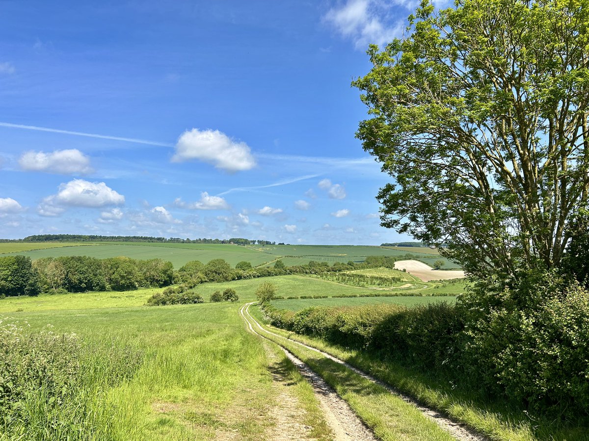 WeatherWolds's tweet image. Ancient Tracks. 20°C on The Wolds. Bees and Elderflowers.