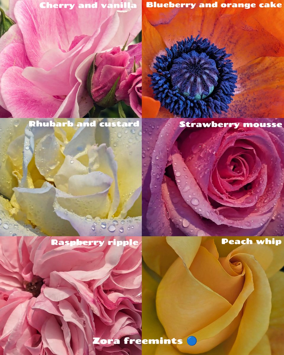 Luke_0x1's tweet image. Happy Sunday

Which is the sweetest freemint? 
zora.co/collect/zora:0…