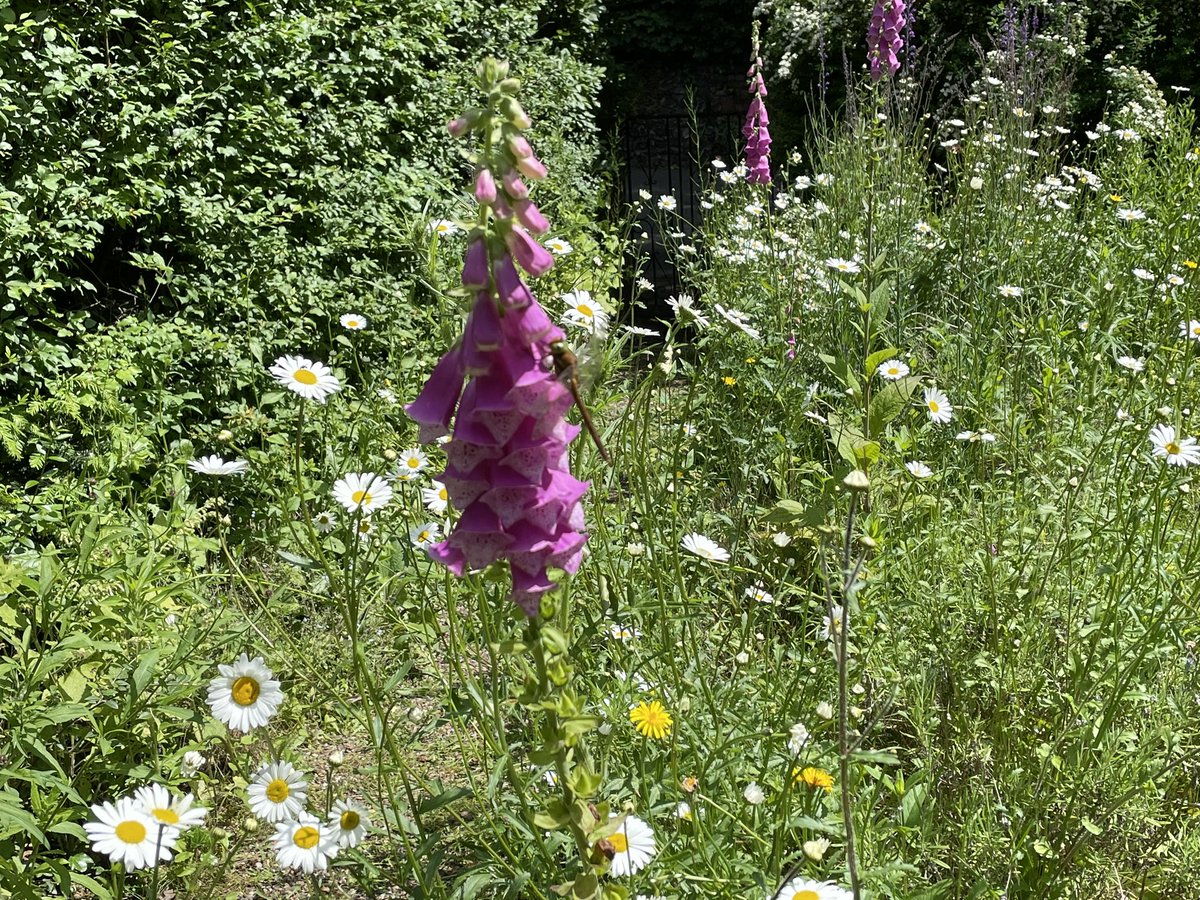 airborneyellow's tweet photo. Astonishingly, not 24hrs since yesterday’s nfg Scarce #Chaser , a nfg Norfolk #Hawker has just turned up - again in the #wildflower #minimeadow!
With last month’s 4-spotted, 2024 is already my garden’s all-time best for #dragonflies
@NorfolkNats
@BDSdragonflies https://t.co/XhGReWLNeW