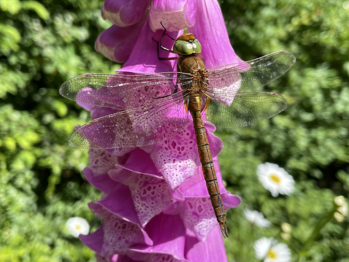 airborneyellow's tweet photo. Astonishingly, not 24hrs since yesterday’s nfg Scarce #Chaser , a nfg Norfolk #Hawker has just turned up - again in the #wildflower #minimeadow!
With last month’s 4-spotted, 2024 is already my garden’s all-time best for #dragonflies
@NorfolkNats
@BDSdragonflies https://t.co/XhGReWLNeW