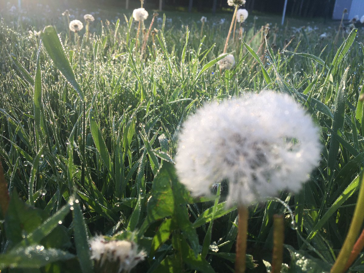 dailystem's tweet image. In chemistry, Condensation is when Gas H2O changes to Liquid H2O 
In everyday terms, it’s the dew on the ground. 
#ParentingTips #BackyardScience
