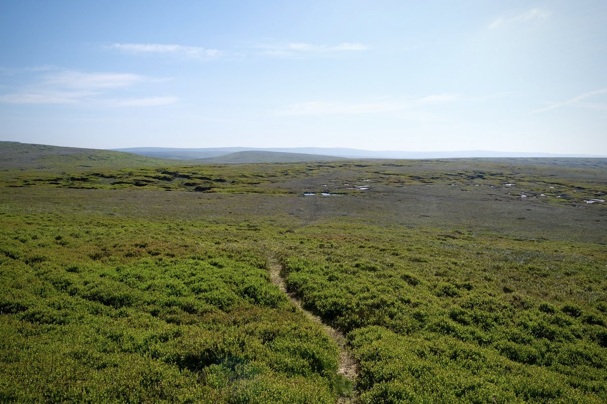 AxelbyRichard's tweet photo. Following thin paths from Birchin Clough to Over Wood Moss. Felt like I could walk all day and not see another soul… https://t.co/eSDVLrAbIH